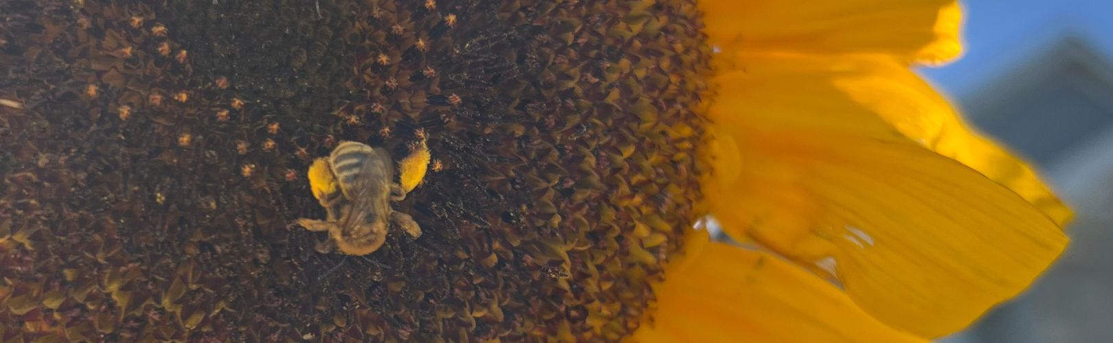 Close-up of a bee collecting pollen on a sunflower in Cheryl Scoffield's garden
